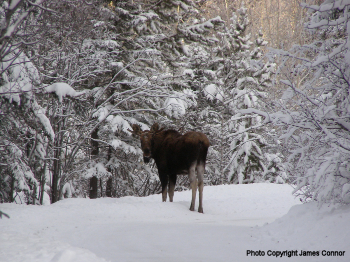 Moose on Whitehorse Trails - January 2010